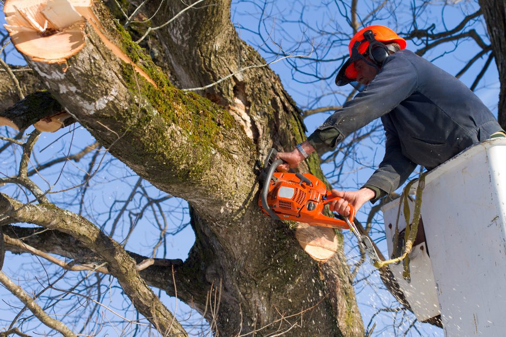 Tree Removal Service and Stump Grinding Service by LandSharx